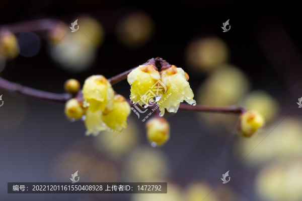武漢東湖梅園春季風(fēng)光