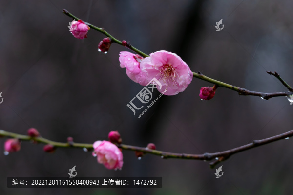 武漢東湖梅園春季風(fēng)光