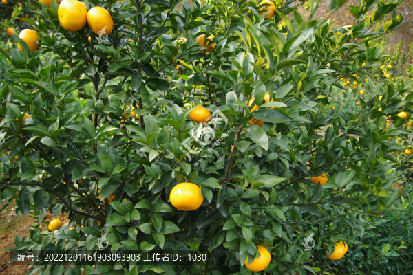 柑果柑橘果樹