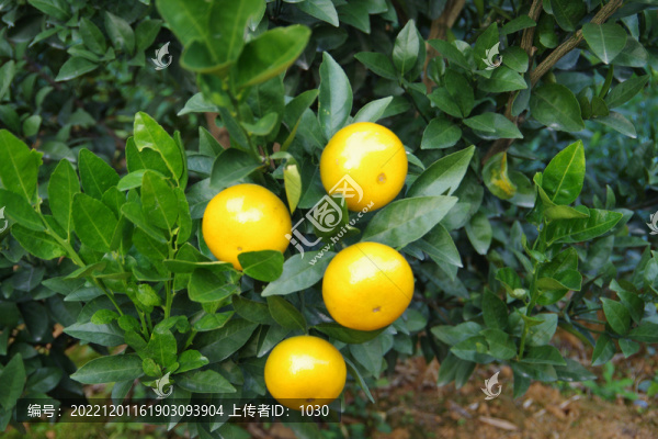 柑果柑橘