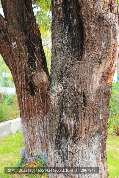 柳樹(shù)樹(shù)桿