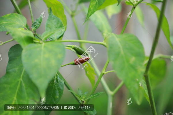 小米椒