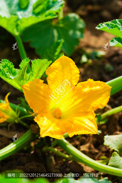 瓜藤瓜花