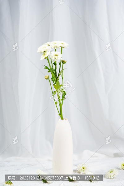 菊花祭奠