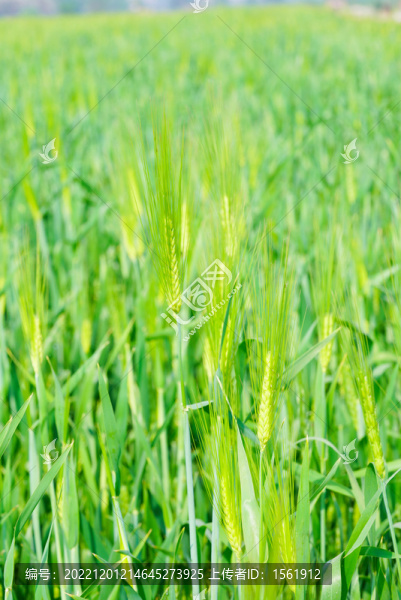 麥田