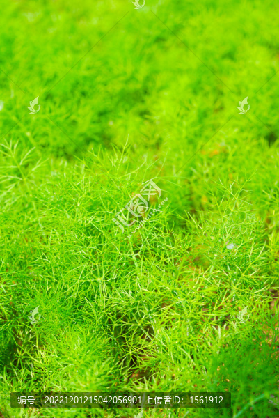 掃帚草