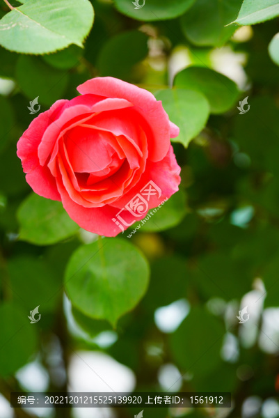 月季花