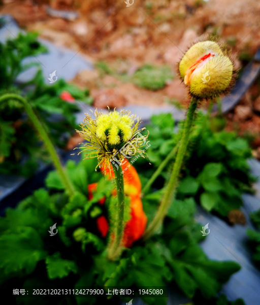 虞美人花蕾