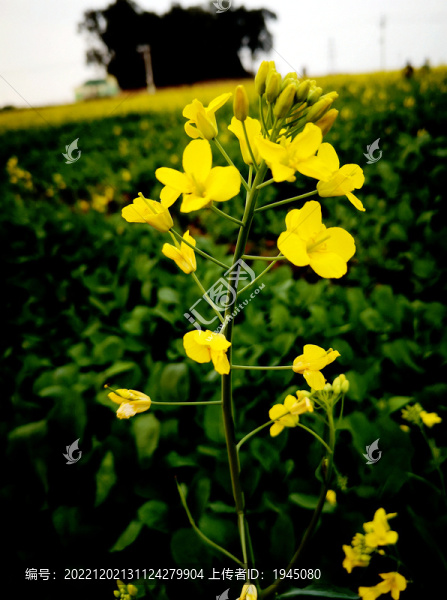 油菜花特寫