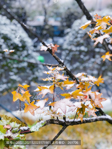 冬天雪中的元寶槭