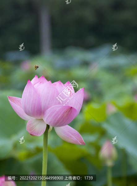 蜜蜂荷花