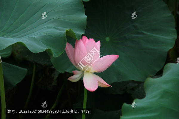 含苞荷花