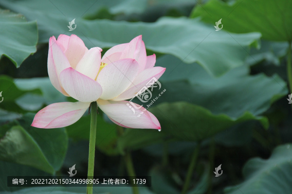 盛開的荷花