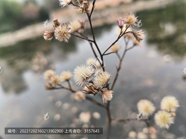 堿菀清秋水邊