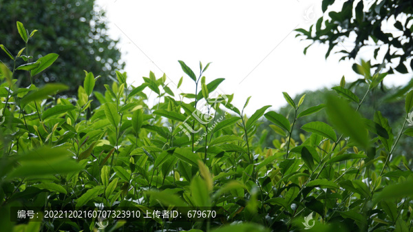 雨后樹葉