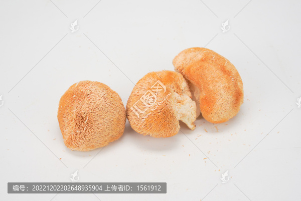 菌菇猴頭菇