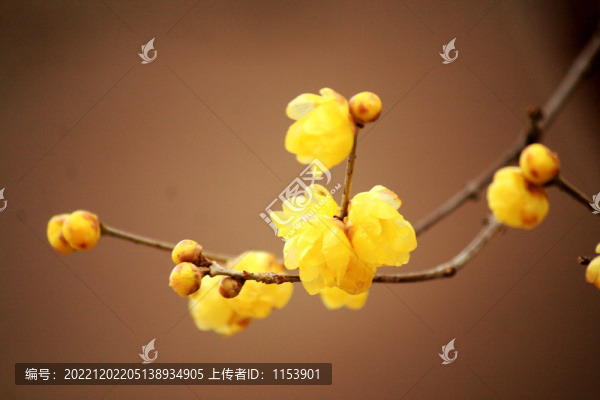 梅花枝