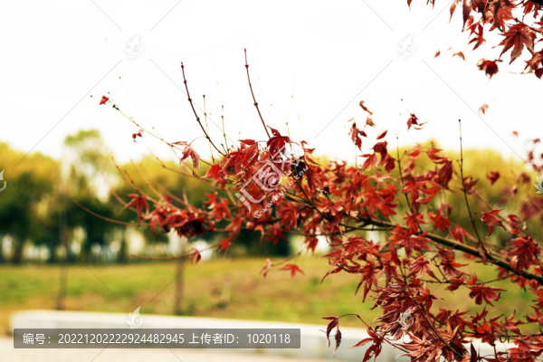紅楓紅葉特寫