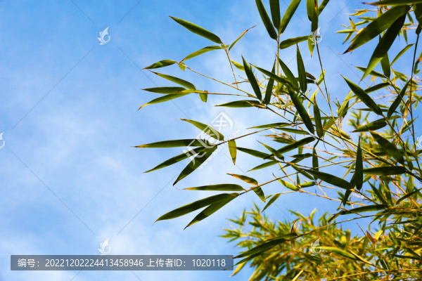 天空竹葉特寫