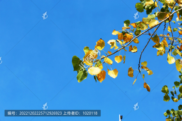藍(lán)天綠葉背景