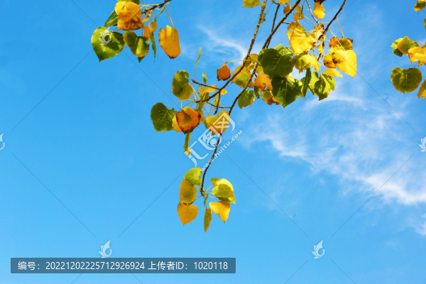 唯美藍(lán)天綠葉背景