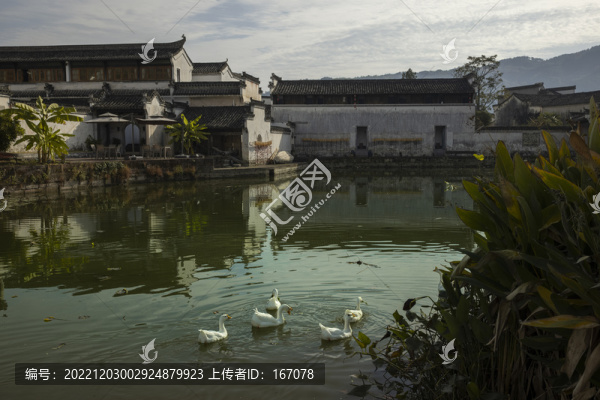 散養(yǎng)鵝