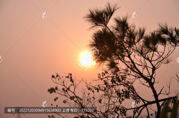 唯美夕陽松針詩意