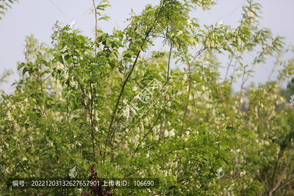洋槐樹