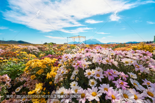 戶外菊花