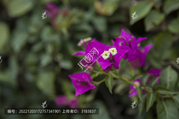 勒杜鵑