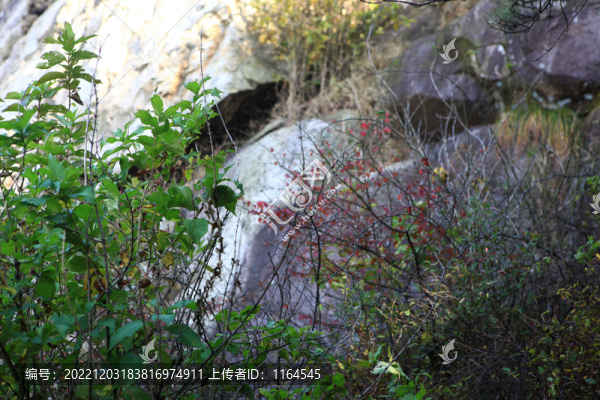 田園秋色