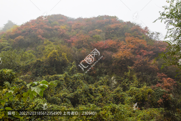 高山秋景