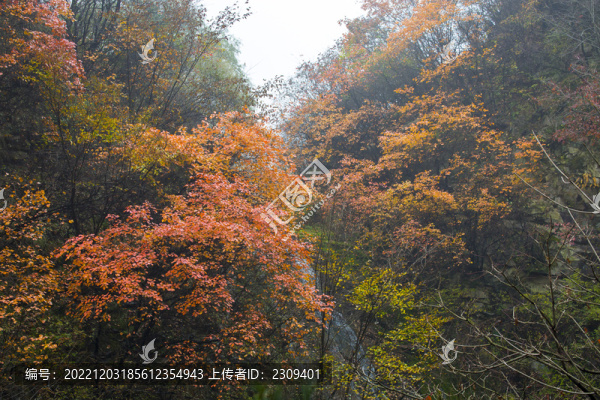 秦嶺紅葉