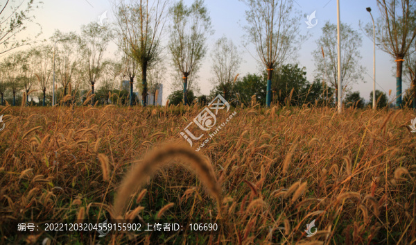 狗尾巴花