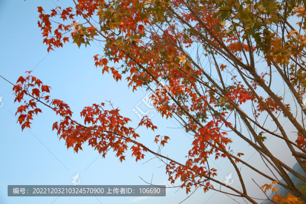 晚秋楓紅葉一道靚麗風景