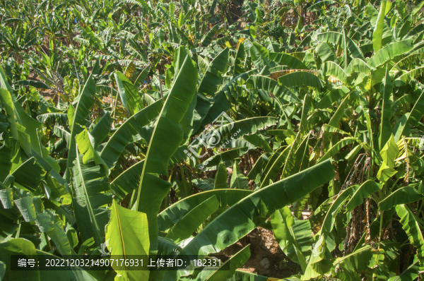 香蕉林綠葉