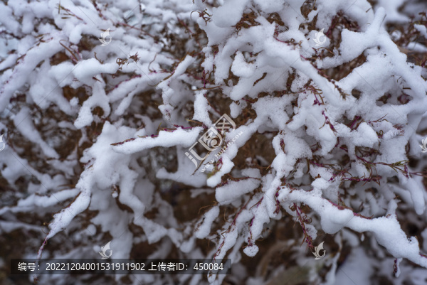 樹(shù)枝上的積雪