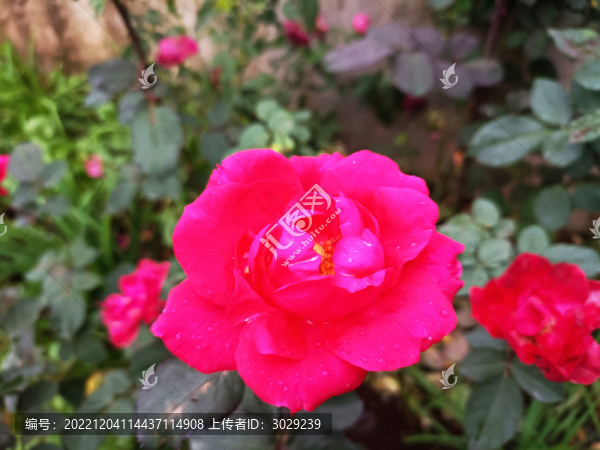 鮮艷的月季花