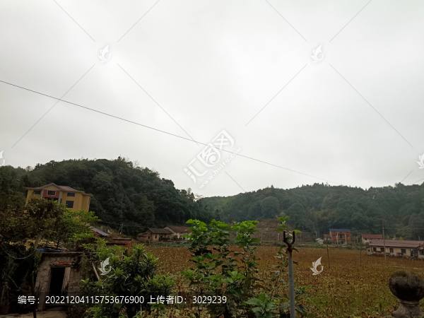 樹木風景