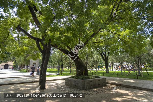 西安小雁塔薦福寺老槐樹(shù)