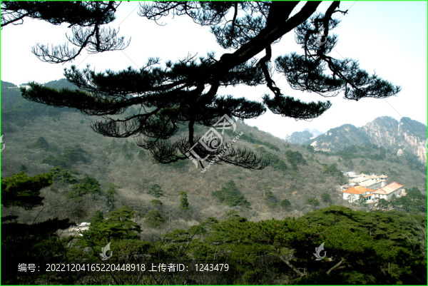 黃山松