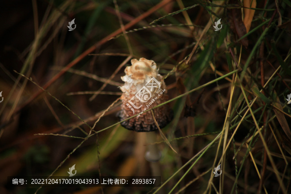 蘑菇