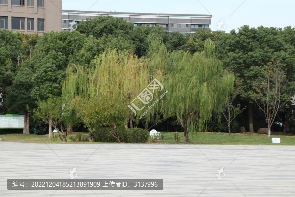 公園廣場(chǎng)柳樹(shù)