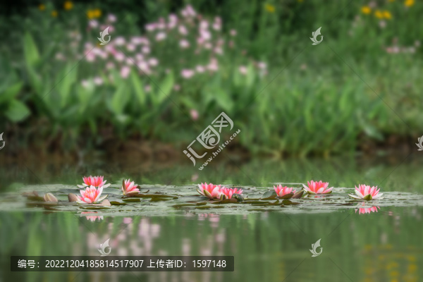 睡蓮