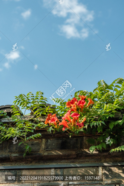 藍(lán)天下的凌霄花