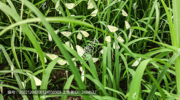 滿草坪的菜粉蝶