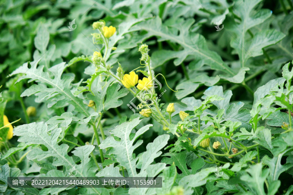 西瓜開花