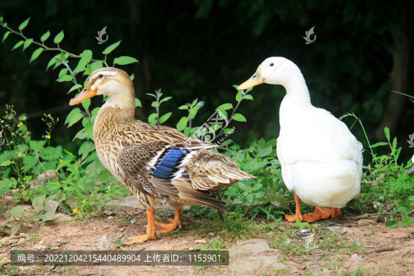 土鴨