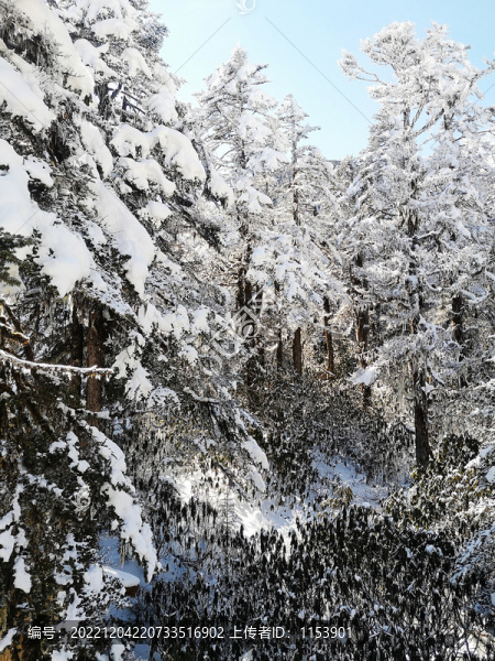 樹上積雪