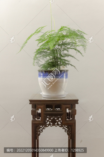 文竹